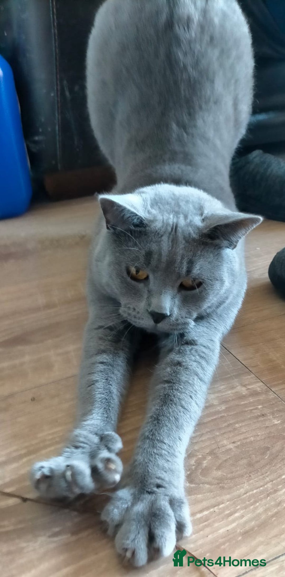 British Shorthair cats for sale: Blue British shorthair kitten male. - Image 2