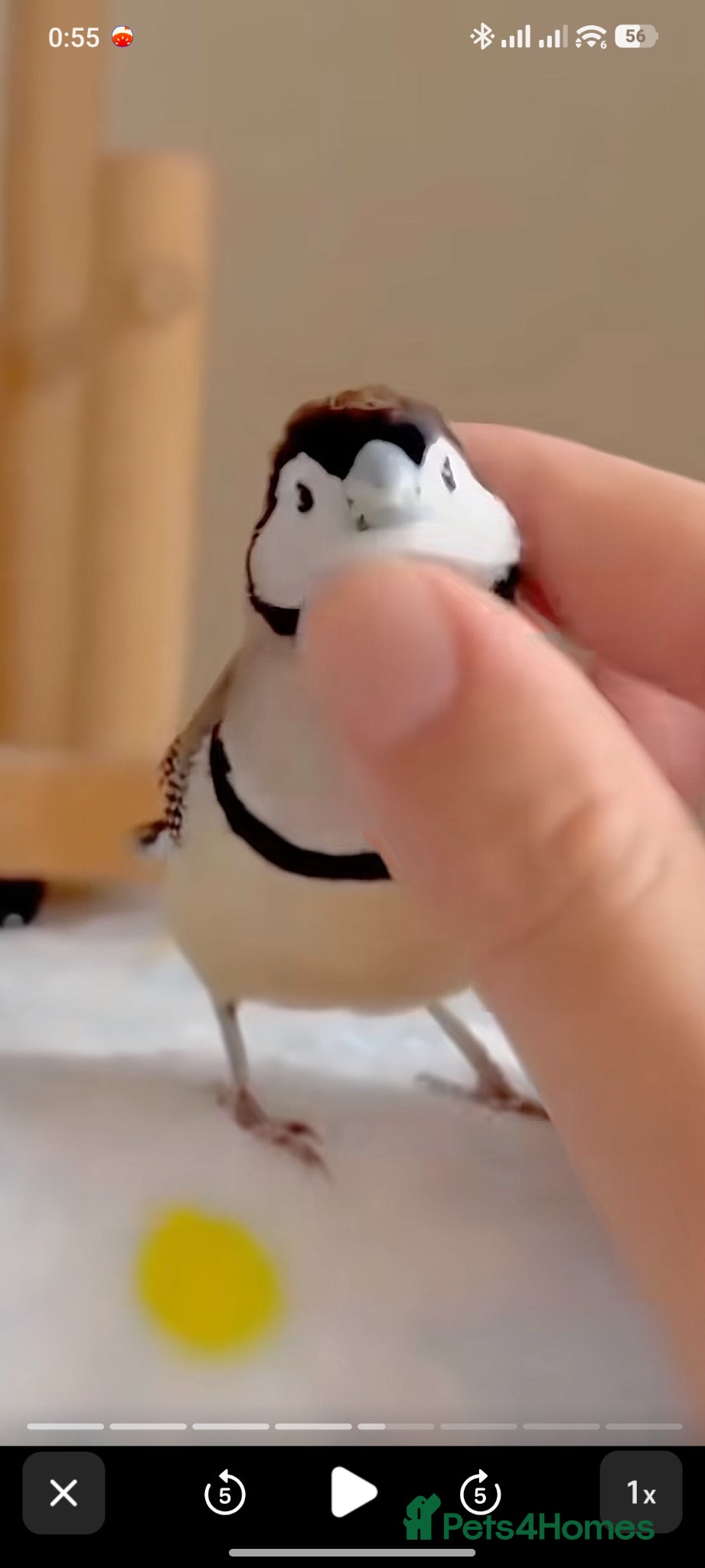 Mixed Breed birds I'd like to buy a few small birds. - Advert 2