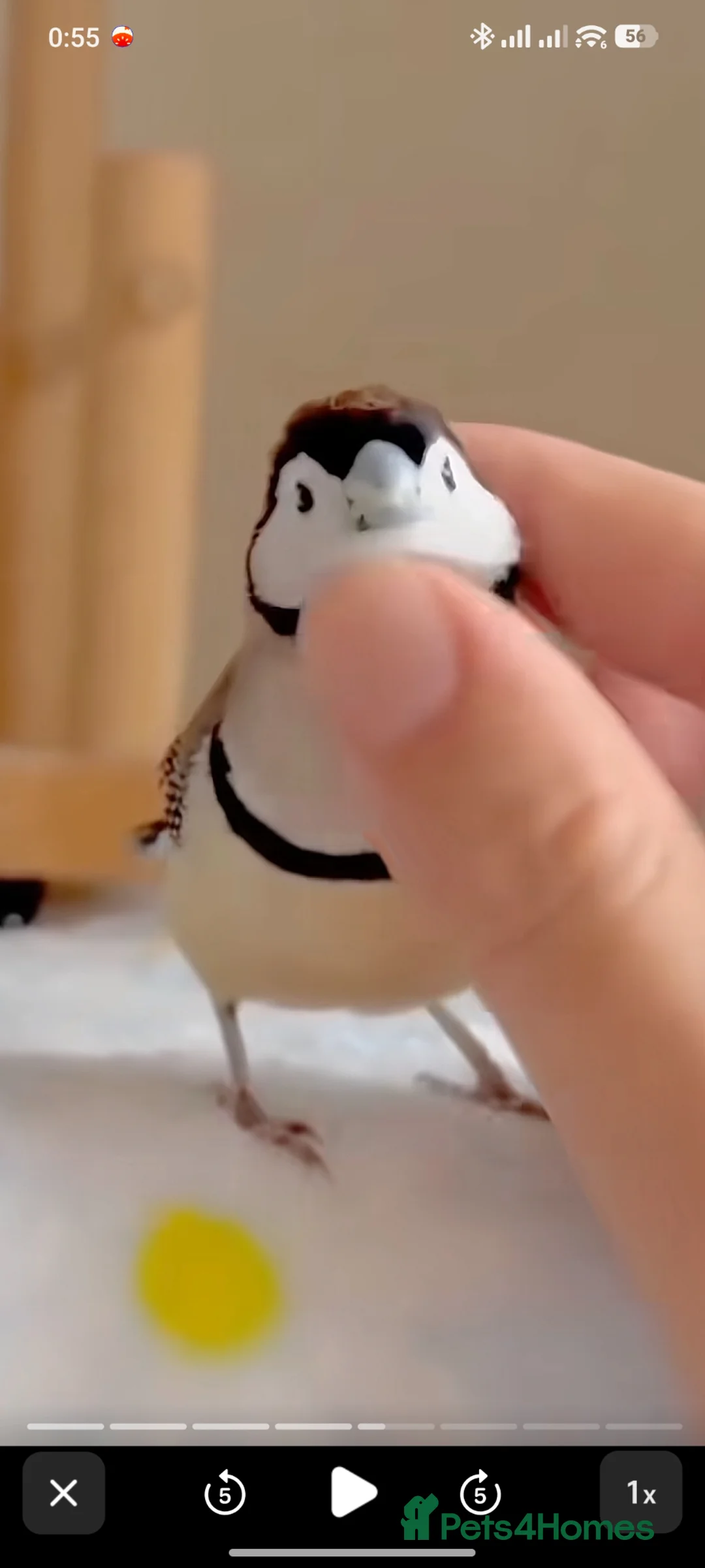 Mixed Breed birds for sale: I'd like to buy a few small birds. in Oswestry - Advert 1