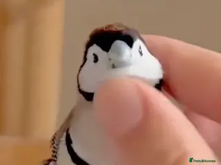 Mixed Breed birds I'd like to buy a few small birds. - Advert 2