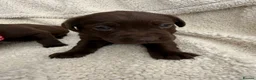 Labrador Retriever dogs for sale: Chocolate Labrador Puppies - Advert 24