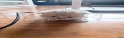 British Shorthair cats for sale: Beautiful 5 British shorthair kittens - Advert 9