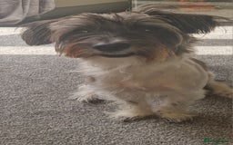 Yorkshire Terrier dogs for sale: Yorkshire terrier 2yr old  - Image 7