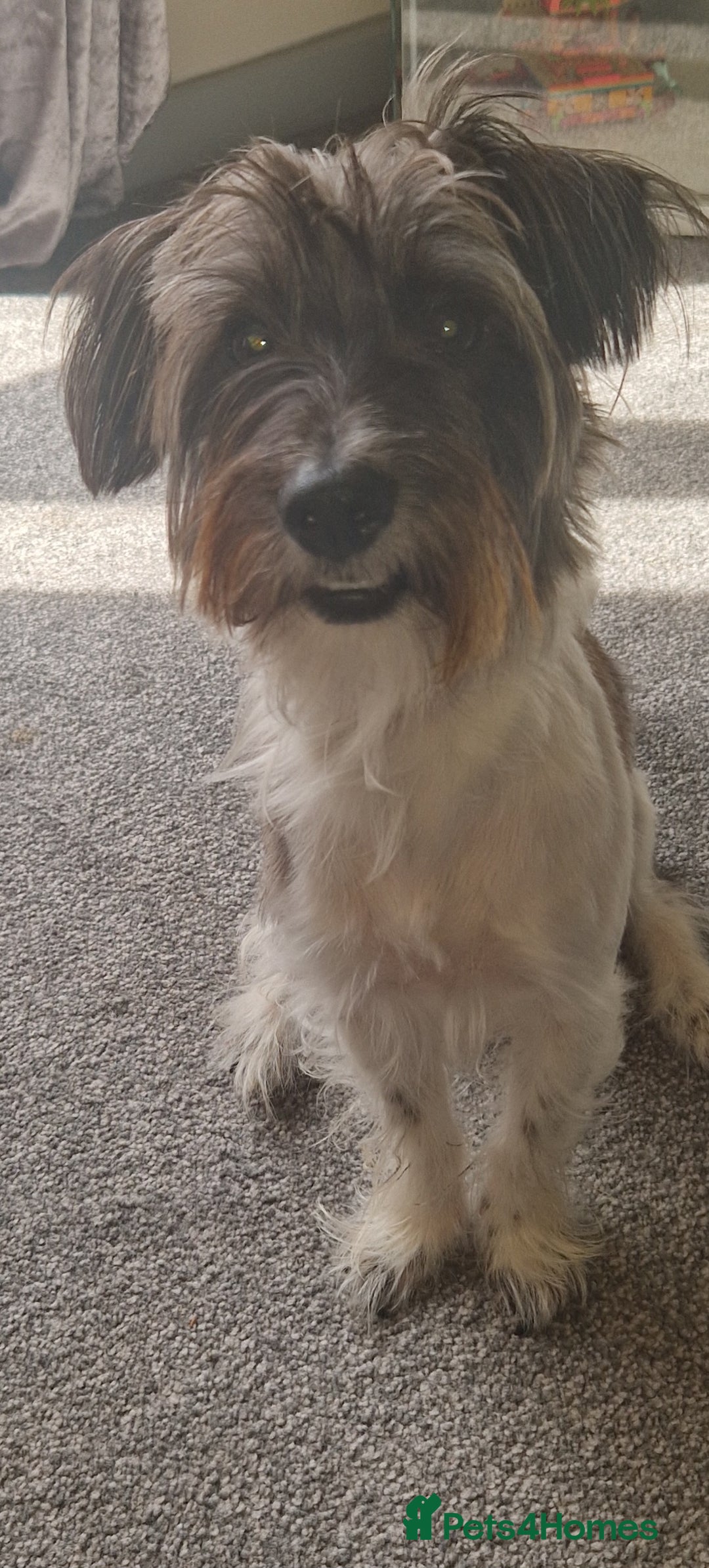 Yorkshire Terrier dogs for sale: Yorkshire terrier 2yr old  - Image 7