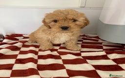 Mixed Breed dogs for sale: Cockapoo x cavapoo  - Image 6
