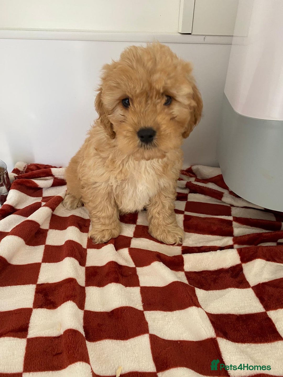 Mixed Breed dogs for sale: Cockapoo x cavapoo  - Image 6