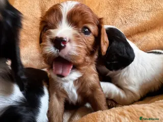 Cavalier King Charles Spaniel dogs Very rare in UK ultra-low COI 0.2% Choc carrier KC - Advert 12