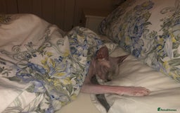 Sphynx cats for sale: Two Sphynx looking for doting home - Image 8
