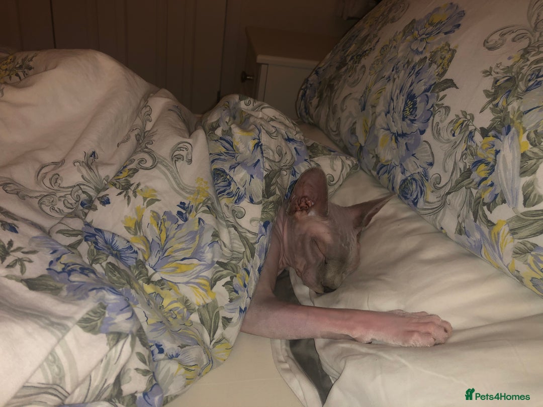 Sphynx cats for sale: Two Sphynx looking for doting home - Image 8