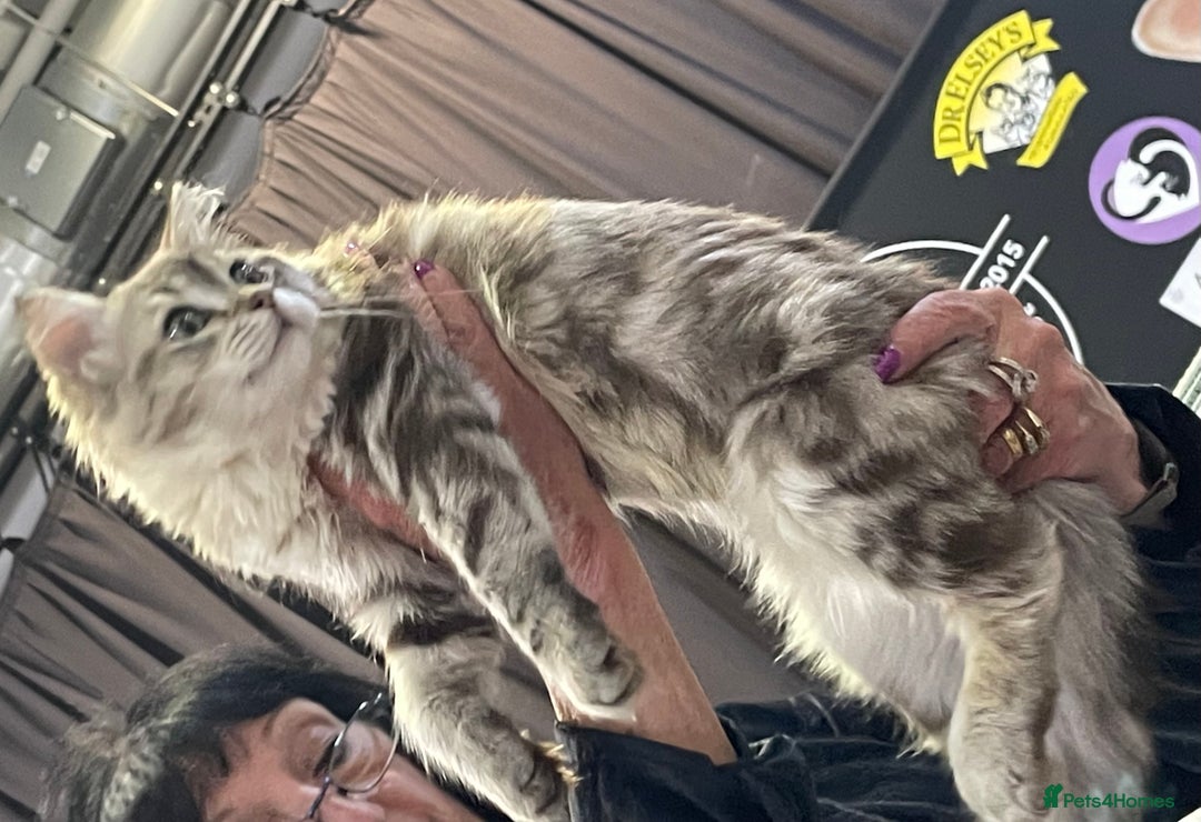 Ragdoll cats for sale: Registered Sepia ragdolls (cherubim's)  - Advert 9