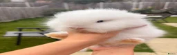 Lionhead rabbits for sale: Blue-Eyed Lionhead Baby Rabbits in St Albans - Advert 4
