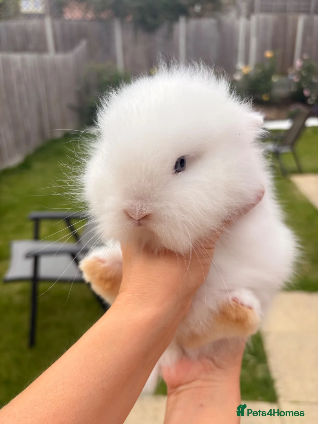 Lionhead rabbits for sale: Blue-Eyed Lionhead Baby Rabbits in St Albans - Advert 4