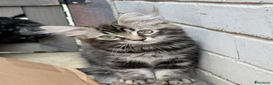 Nan
