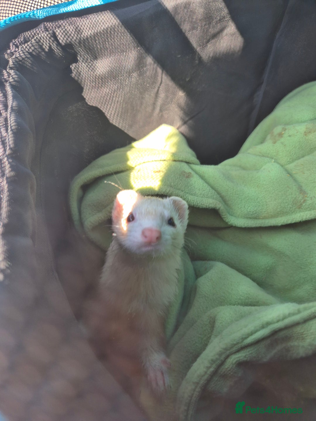 Ferret rodents for sale: 2 female ferrets - Image 4