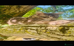 Maine Coon cats for sale: Stunning Pure Breed Maine Coon Kittens in Norwich - Image 3