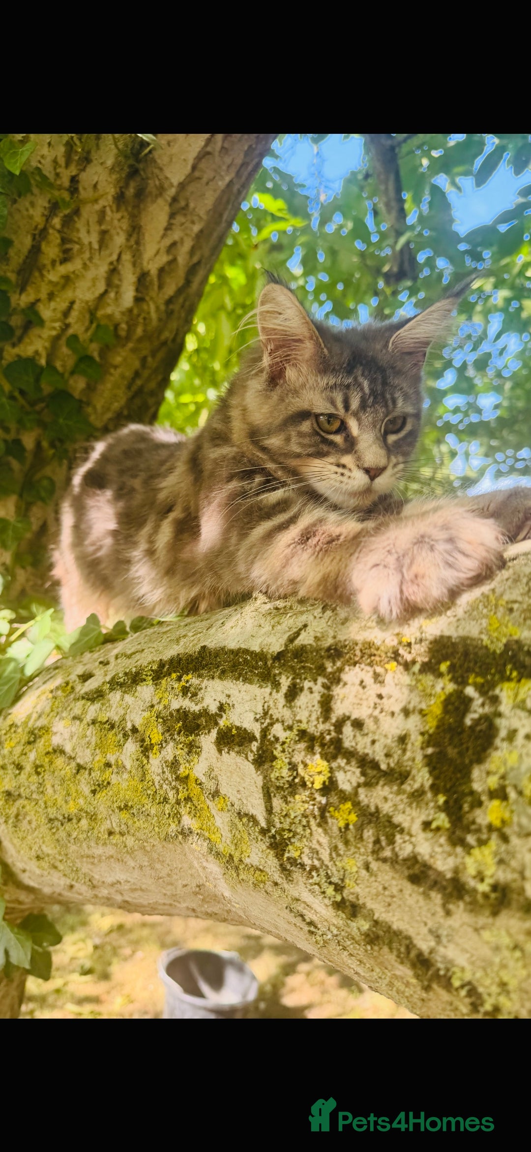 Maine Coon cats for sale: Stunning Pure Breed Maine Coon Kittens in Norwich - Image 3
