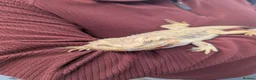 Bearded Dragon reptiles for sale: Bearded dragon. Very friendly. Stunning beardie! - Advert 3