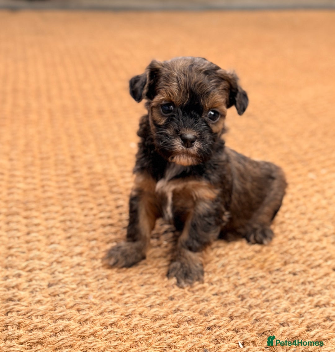 Shihpoo dogs for sale: Stunning Phantom Shihpoos! - Advert 3