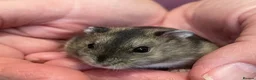 Hamster rodents for sale: Baby Winter White Russian hamsters (pure bred). - Advert 11