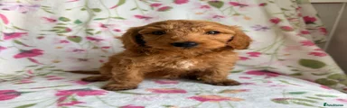 Cockapoo 4