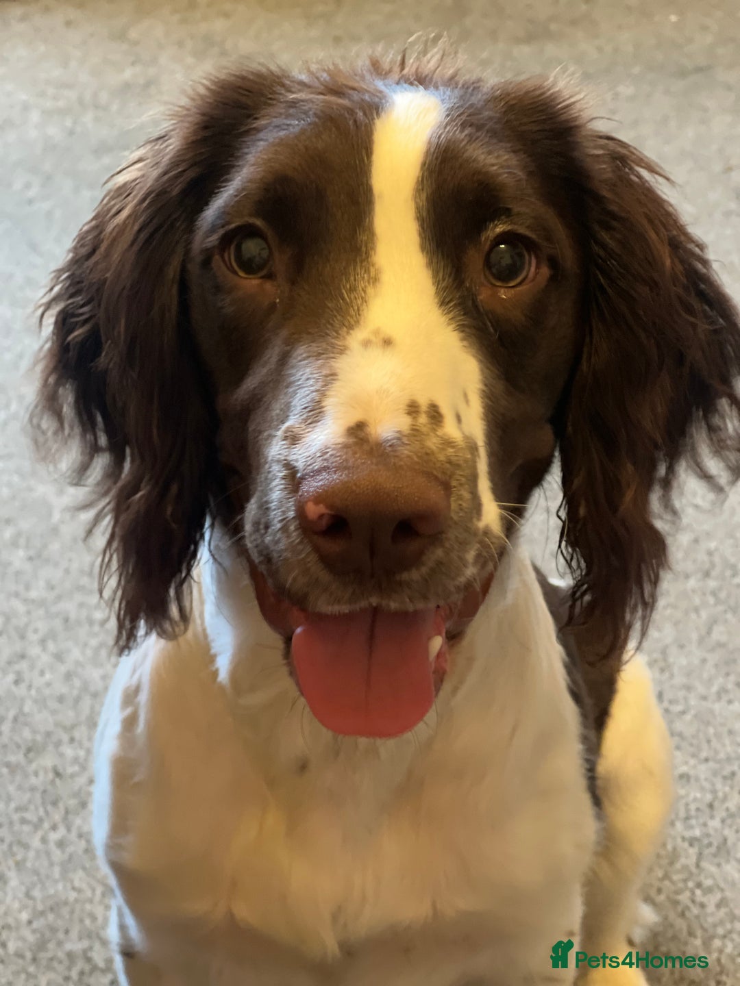 English Springer Spaniel dogs for sale: Male springer spaniel  - Advert 7