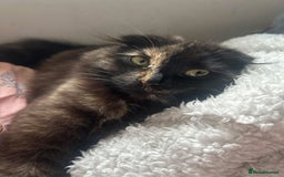 Scottish Fold cats for sale: Three delightful Scottish Fold Kittens  - Image 3