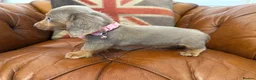 Miniature Dachshund dogs for sale: Miniature Dachshund Dapple Puppies 🐶 5🌟licensed  - Advert 7