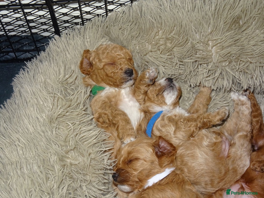 Maltipoo dogs for sale: 🐾 F1b Maltipoo Puppies – Ready Early January 🐾 - Advert 11