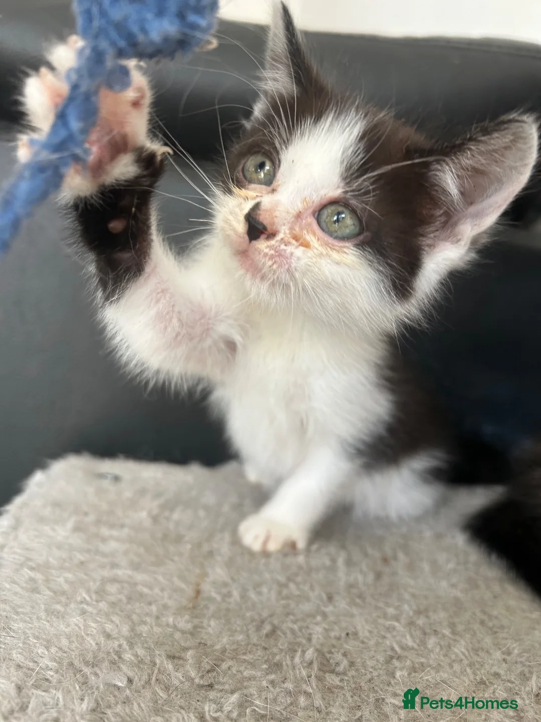 Mixed Breed cats for sale: Kittens for sale - 2 girls 3 boys - Advert 6