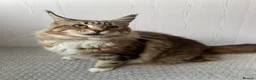 Maine Coon cats for sale: Ex Maine coon queen - Advert 2