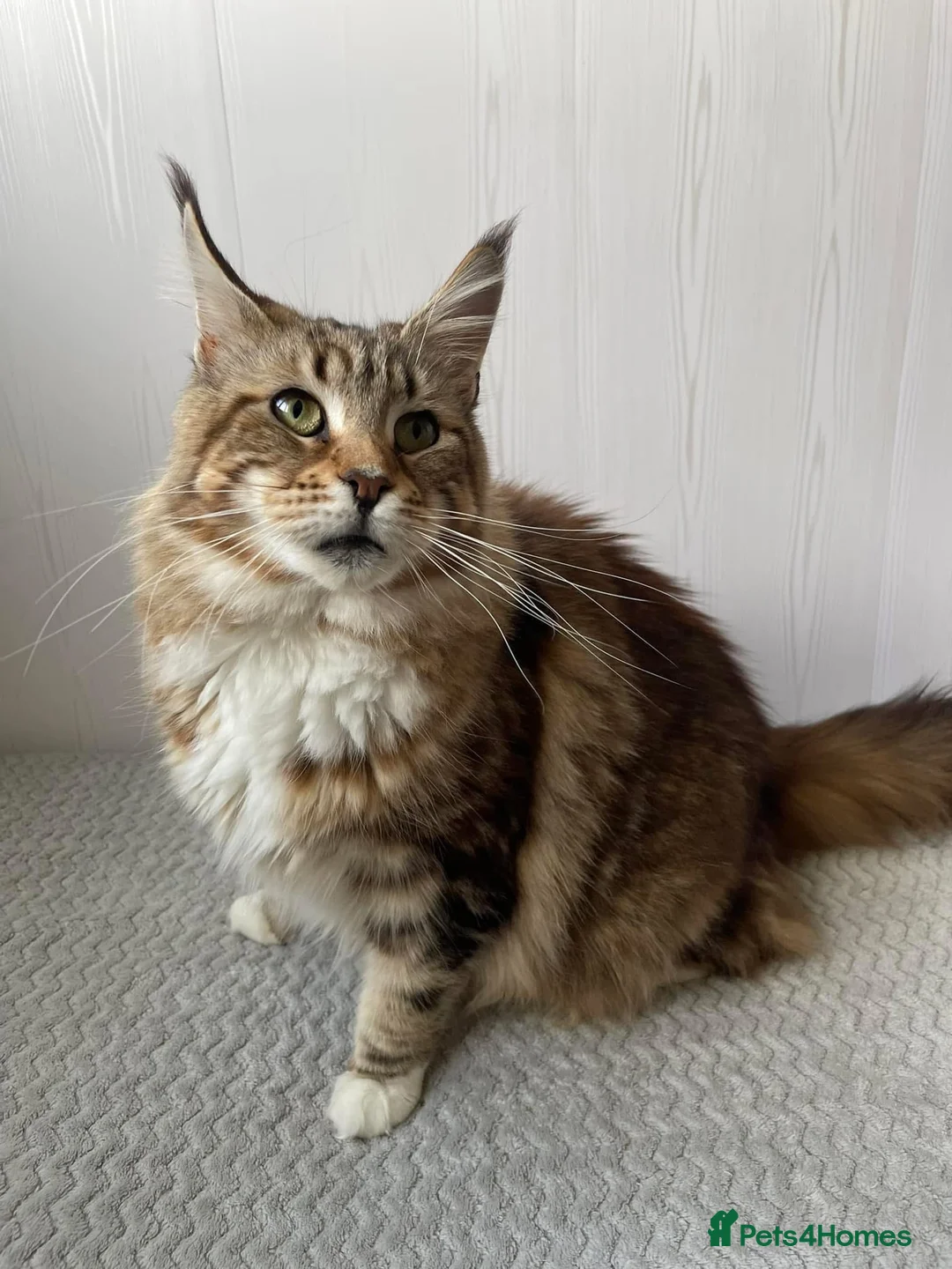 Maine Coon cats for sale: Ex Maine coon queen - Advert 2