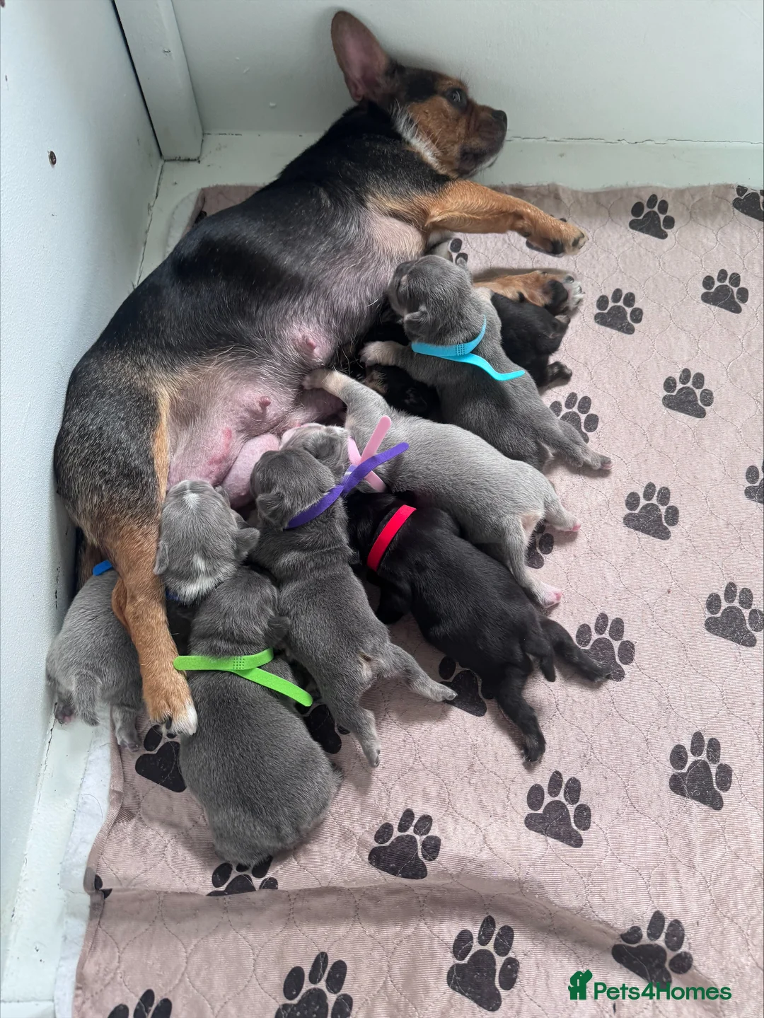 Mixed Breed dogs for sale: French bulldog x Yorkshire terrier - Advert 9