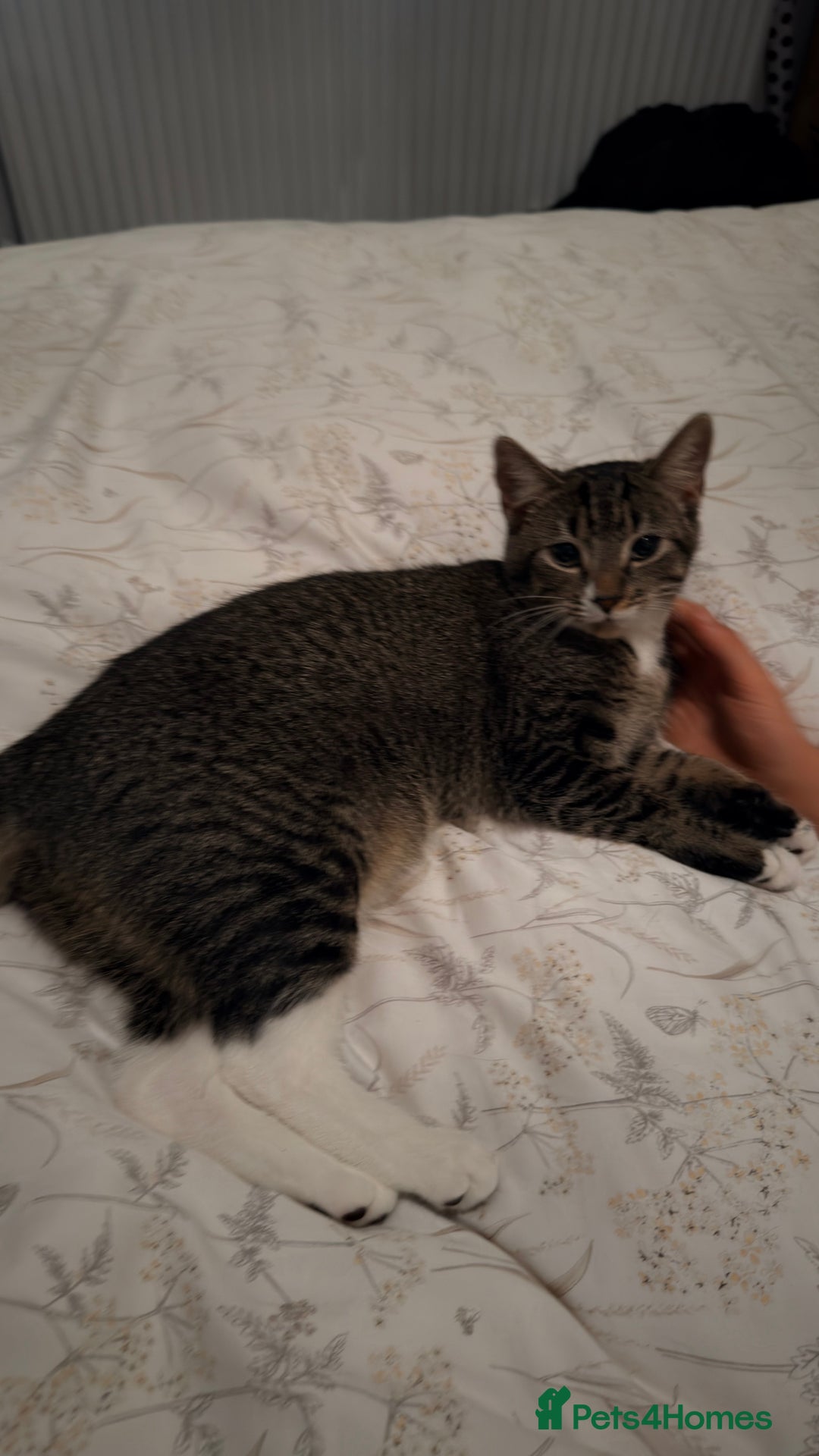 Mixed Breed cats for sale: Two Gorgeous Cats for Sale – Loving Homes Wanted - Advert 9