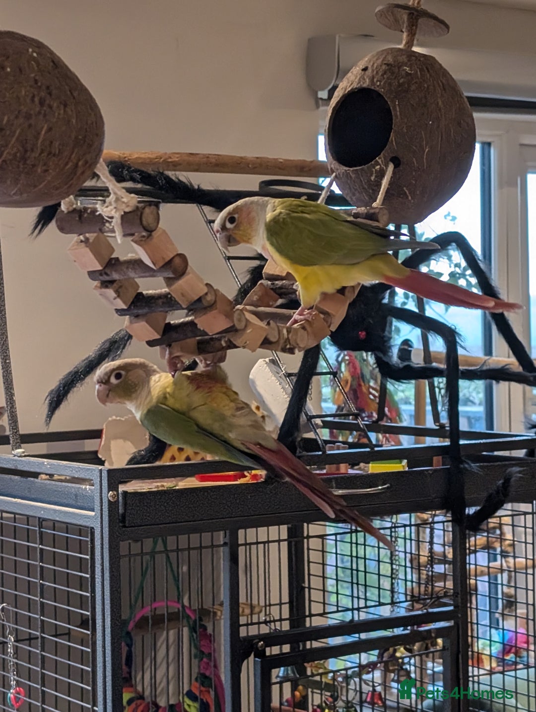 Conures birds for sale: Conures - Advert 1