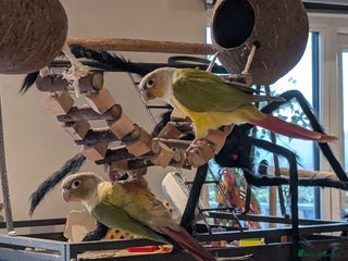 Conures birds for sale: Conures - Advert 1