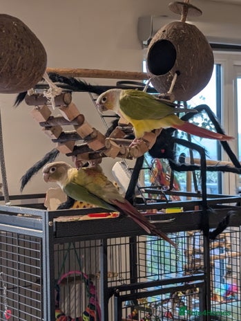 Conures birds Conures - Advert 7