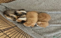 Domestic Shorthair cats for sale: 2 Male 2 female kittens for sale - Image 14