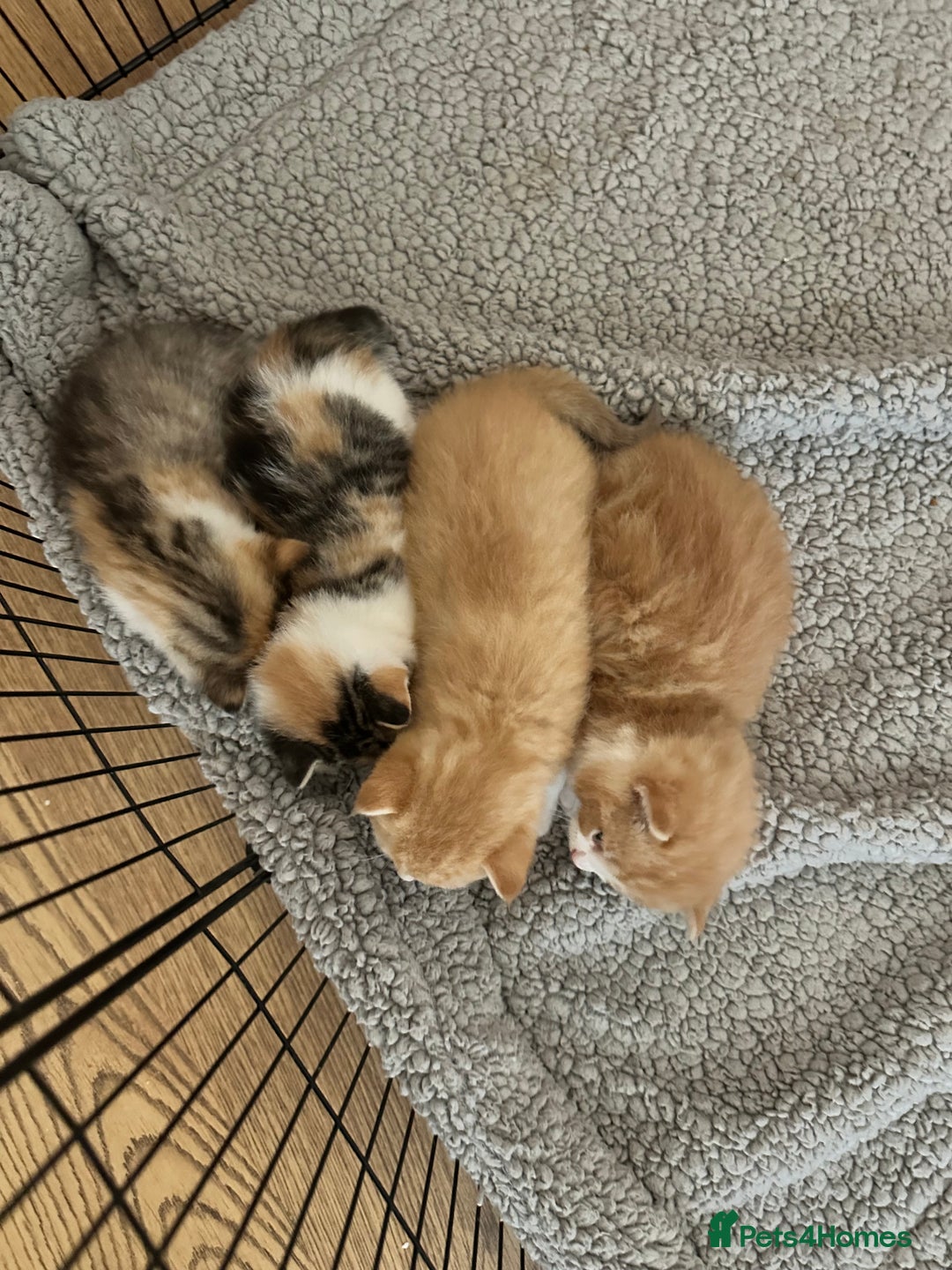Domestic Shorthair cats for sale: 2 Male 2 female kittens for sale - Image 14