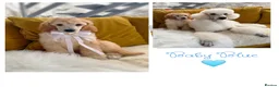 Standard Poodle dogs for sale: Baby blue  - Advert 9