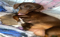 Miniature Dachshund dogs for stud: Smooth haired piebald miniature dachshund  - Image 8