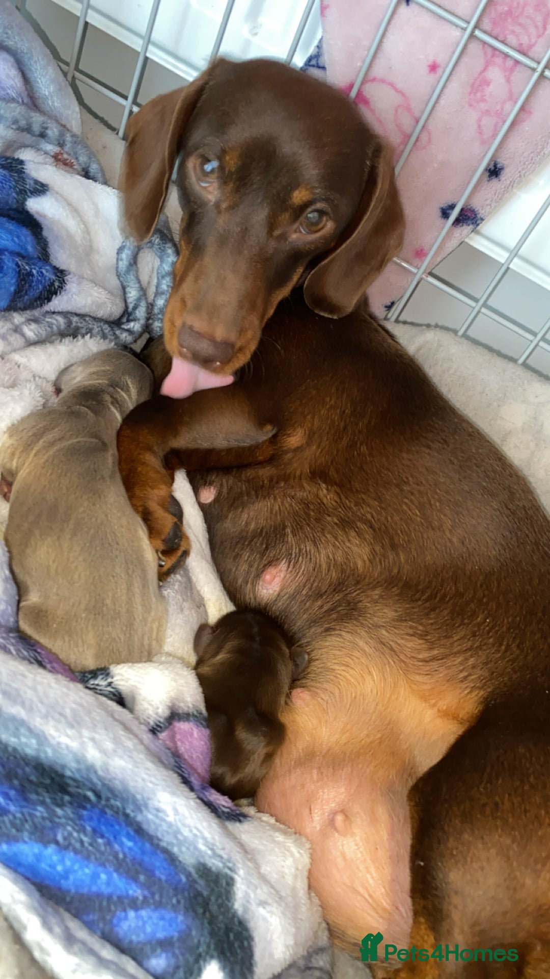 Miniature Dachshund dogs for stud: Smooth haired piebald miniature dachshund  - Image 8