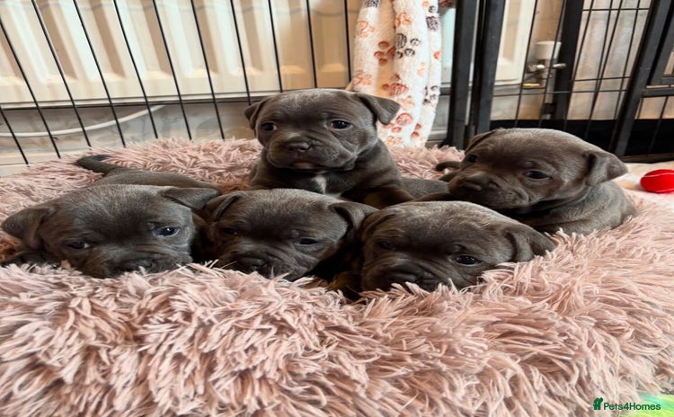 Staffordshire Bull Terrier dogs KC blue Staffordshire bull terrier puppies  - Advert 1