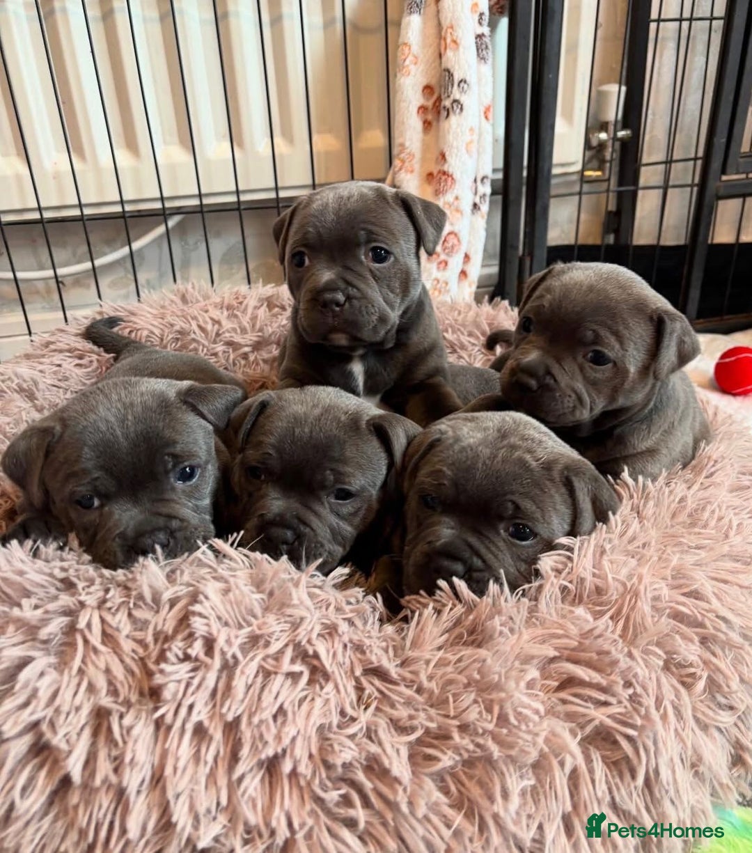 Staffordshire Bull Terrier dogs for sale: KC blue Staffordshire bull terrier puppies  - Advert 1