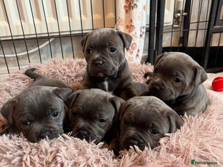 Staffordshire Bull Terrier dogs KC blue Staffordshire bull terrier puppies - Advert 2