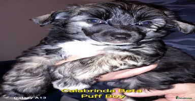 Chinese Crested dogs - Advert 3
