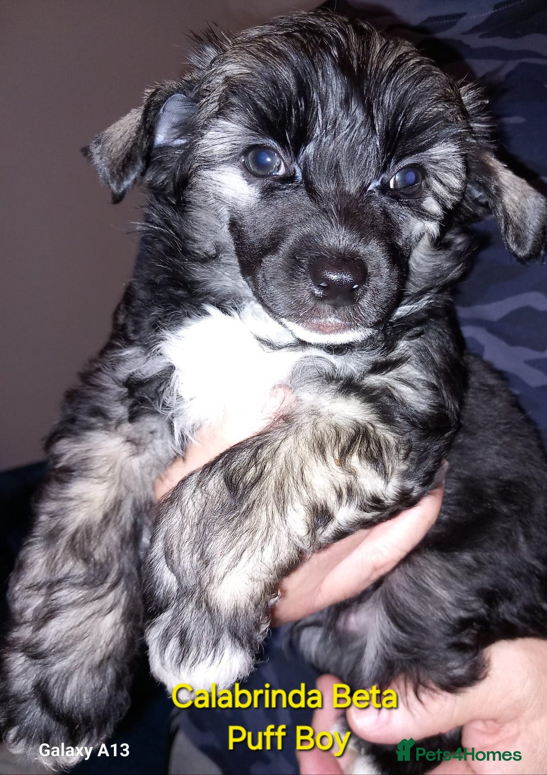 Chinese Crested dogs for sale: 3 Chinese Crested Powder Puff boys - Image 3