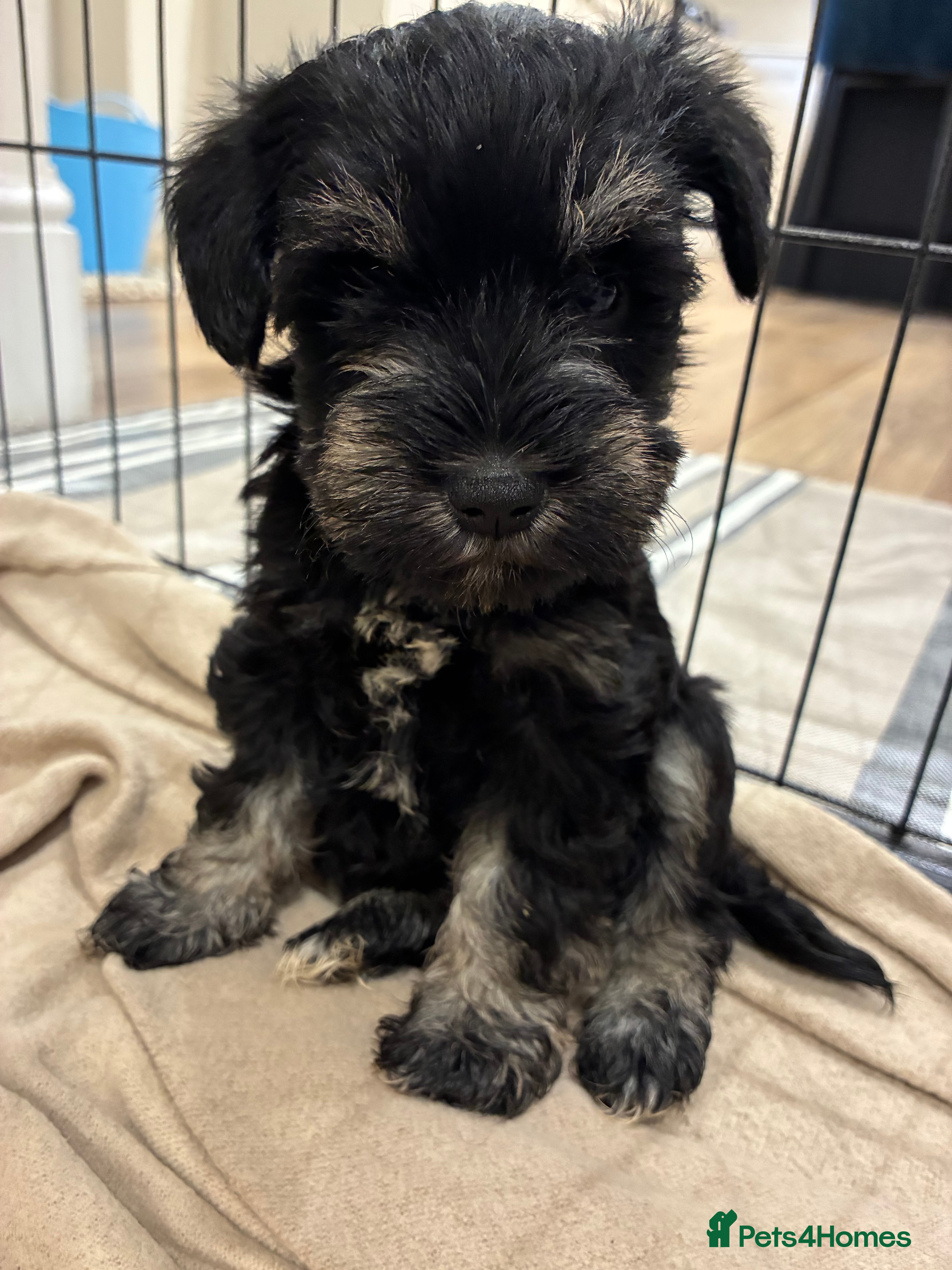 Miniature Schnauzer dogs Stunning bva/mac clear miniature schnauzer puppies - Advert 2
