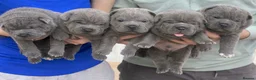Mixed Breed dogs for sale: Bullpei litter - Shar pei X French Bulldog - Advert 1
