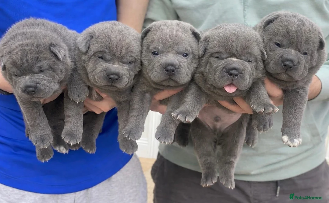 Mixed Breed dogs for sale: Bullpei litter - Shar pei X French Bulldog - Advert 1