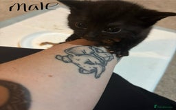 Domestic Shorthair cats for sale: Black and grey kittens - Image 3